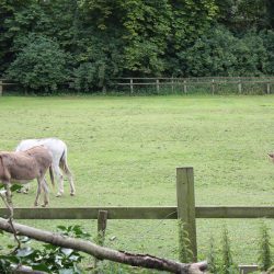 Donkeys in field